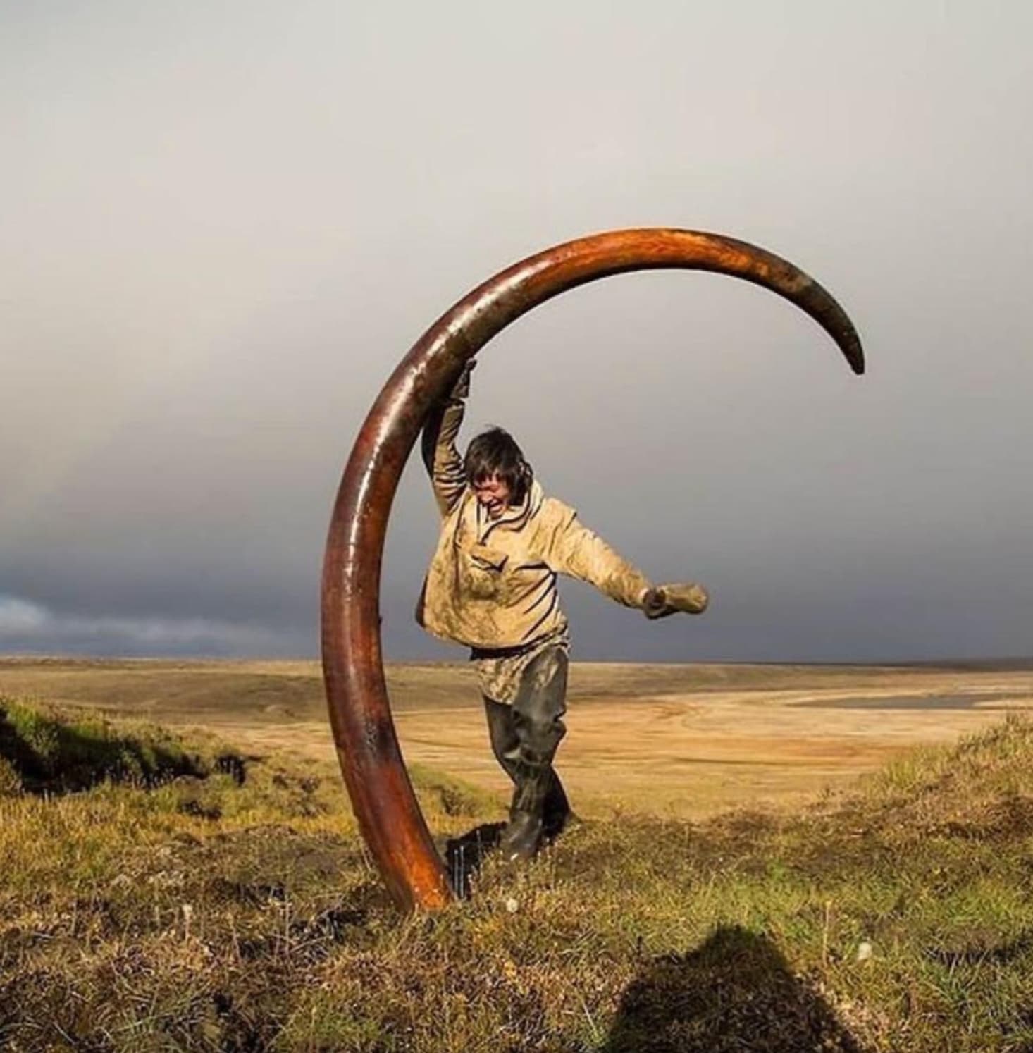 “The tusk of a mammoth found in Siberia.”